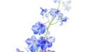 Delphinium